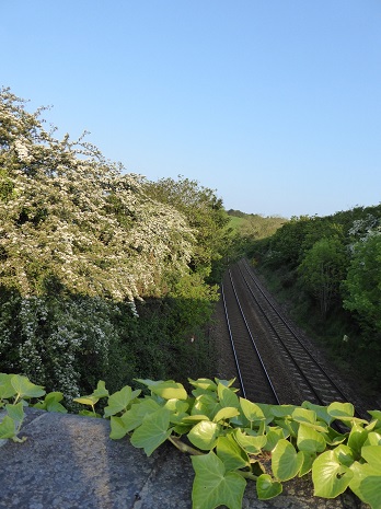 Blackthorn from railway bridge